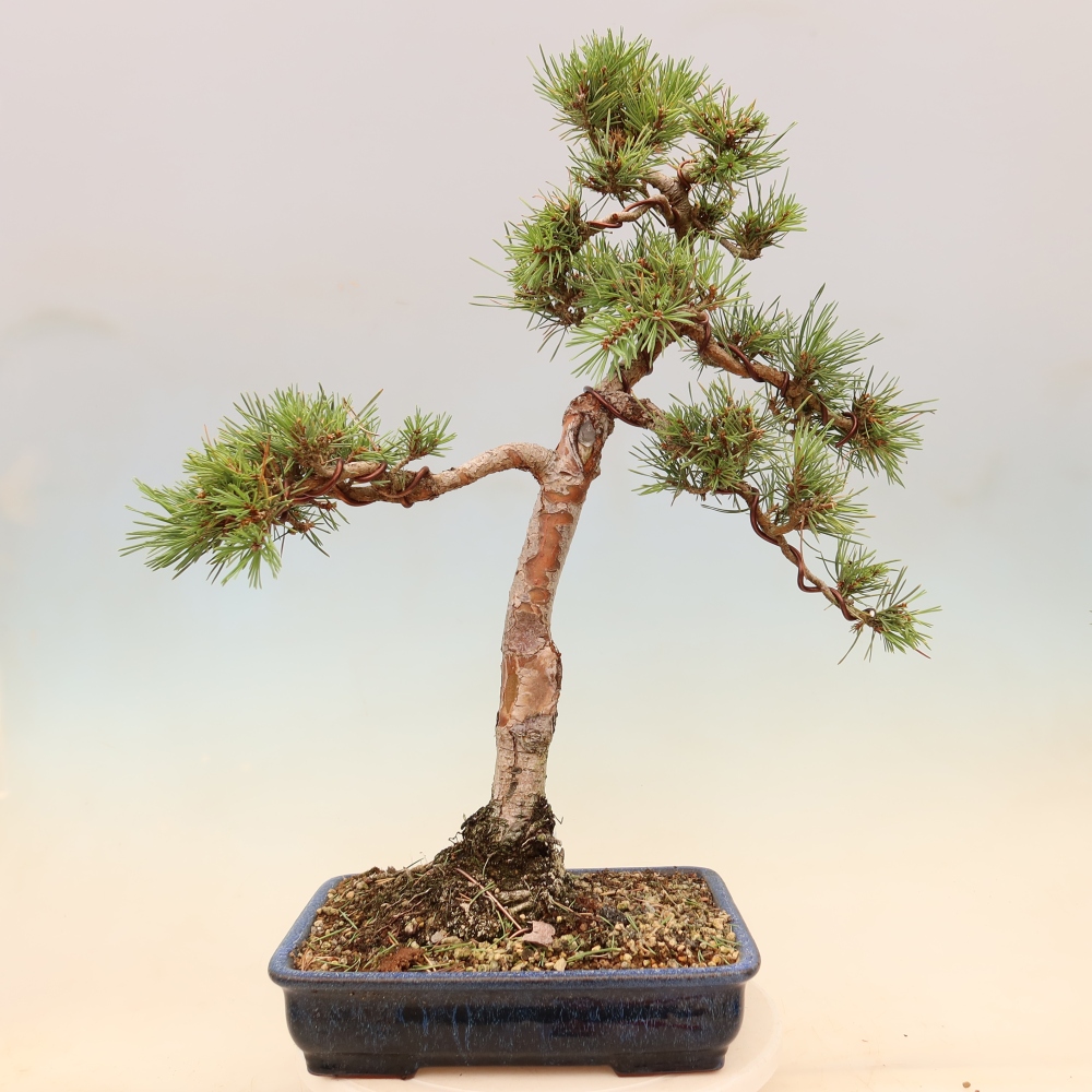 Kültéri bonsai - Pinus Sylvestris Watererri - erdeifenyő