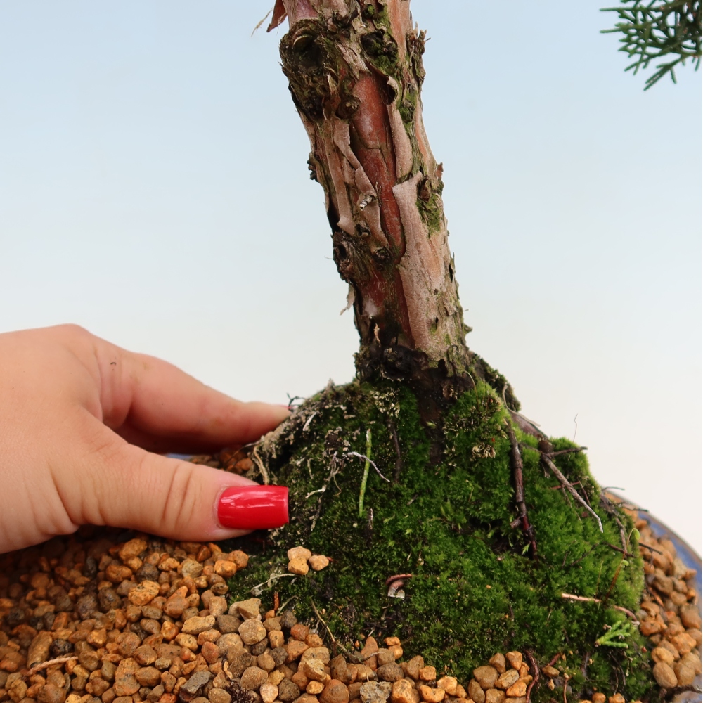 Kültéri bonsai - Juniperus chinensis Kishu