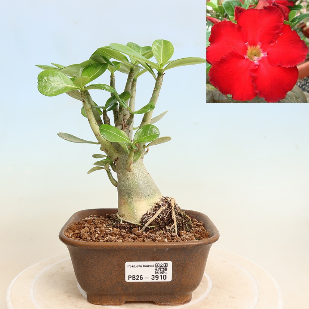 Szobabonsai – Adenium obesum Red Star – Sivatagi rózsa