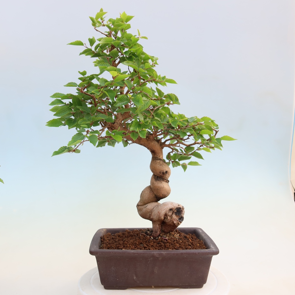Kültéri bonsai -Carpinus Coreana - Koreai gyertyánfa