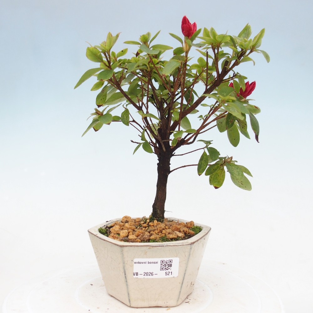 Kültéri bonsai - japán azálea - Azalea sp.