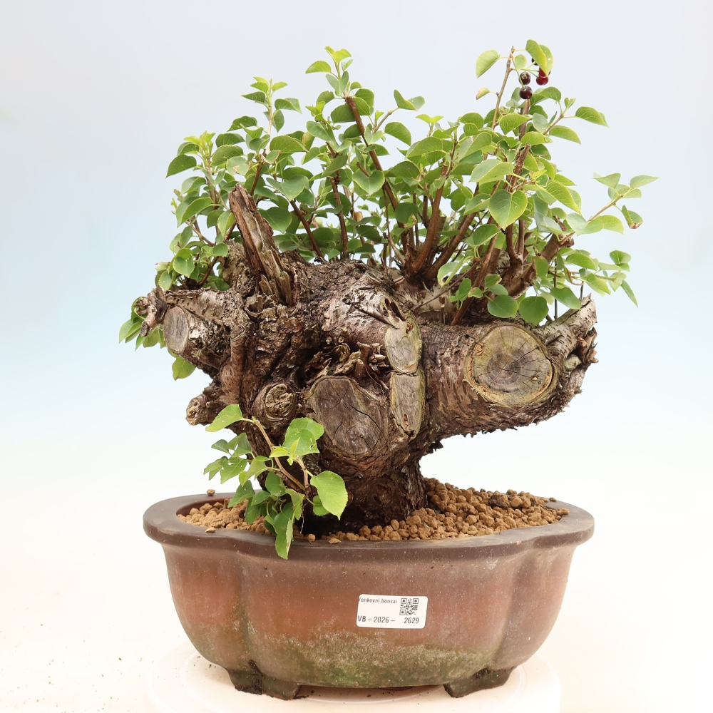Kültéri bonsai - Mahalebka - Prunus mahaleb - Prunus mahaleb