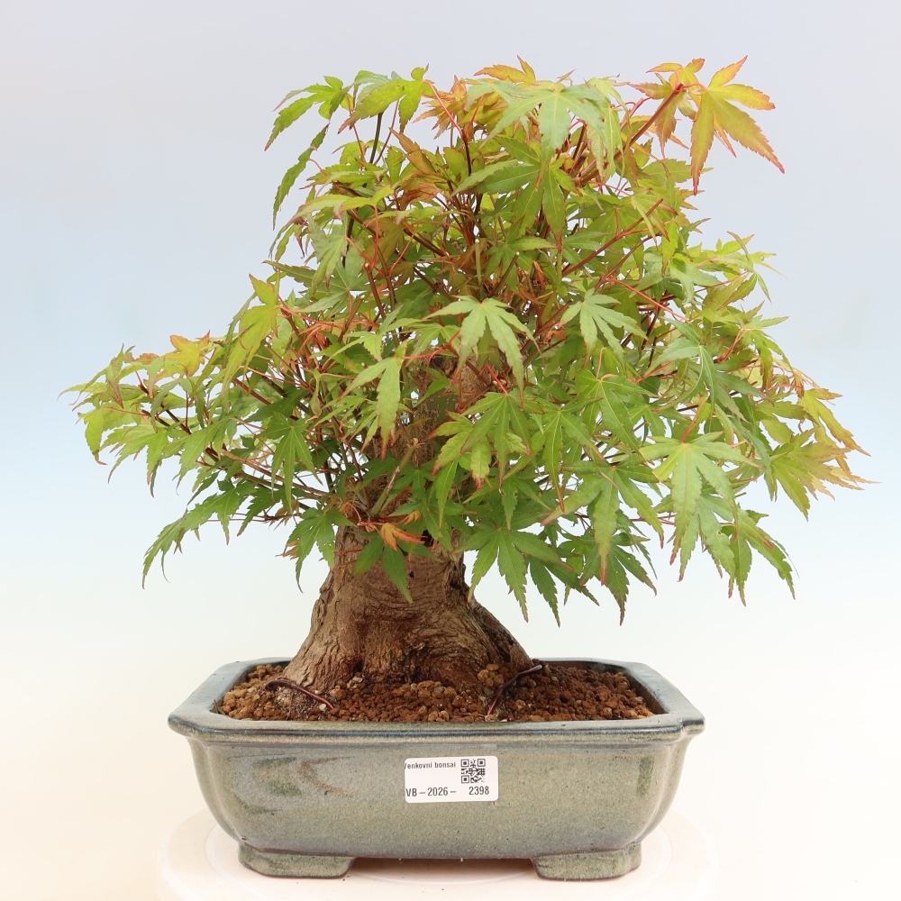 Kültéri bonsai - Juhar Burger - Acer Burgerianum