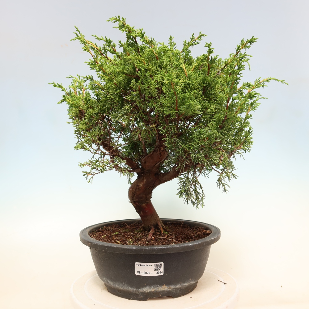 Kültéri bonsai - Juniperus chinensis Itoigawa-Juniperus chinensis