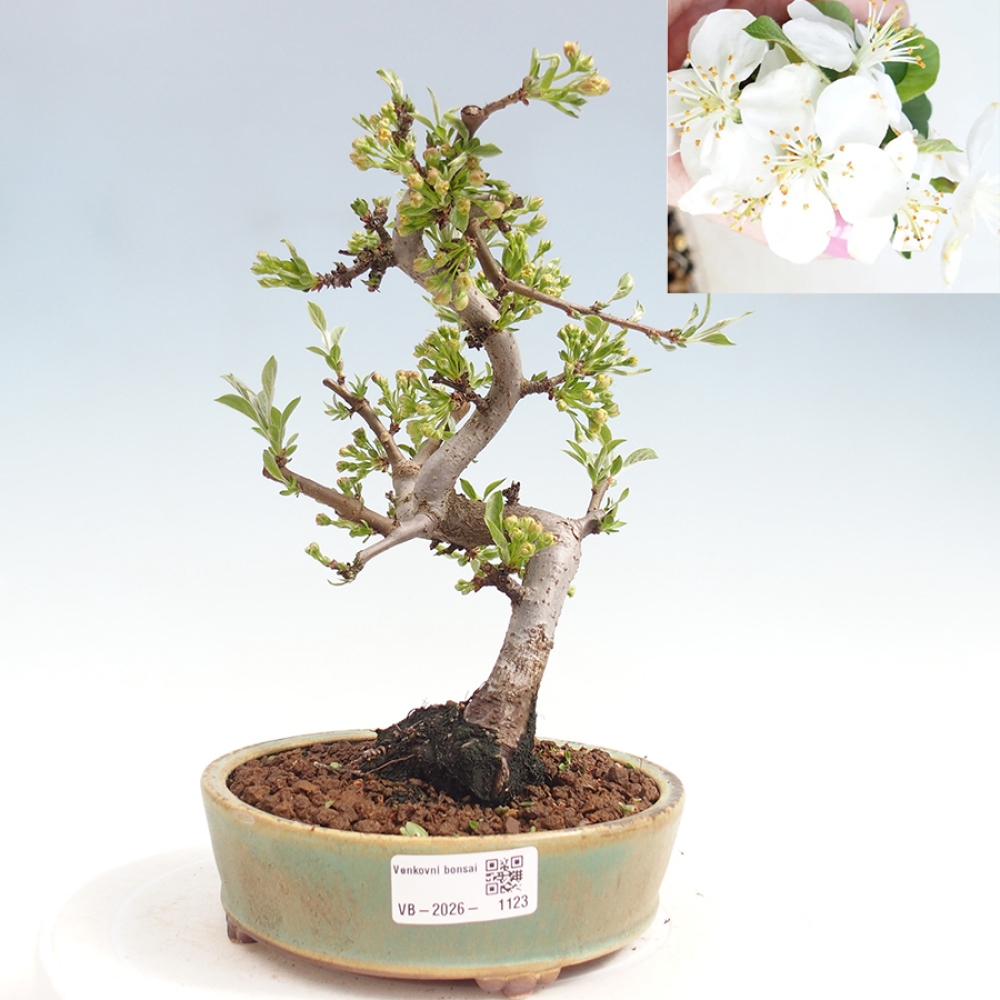 Kültéri bonsai - Malus sargentii - Kis gyümölcsű almafa