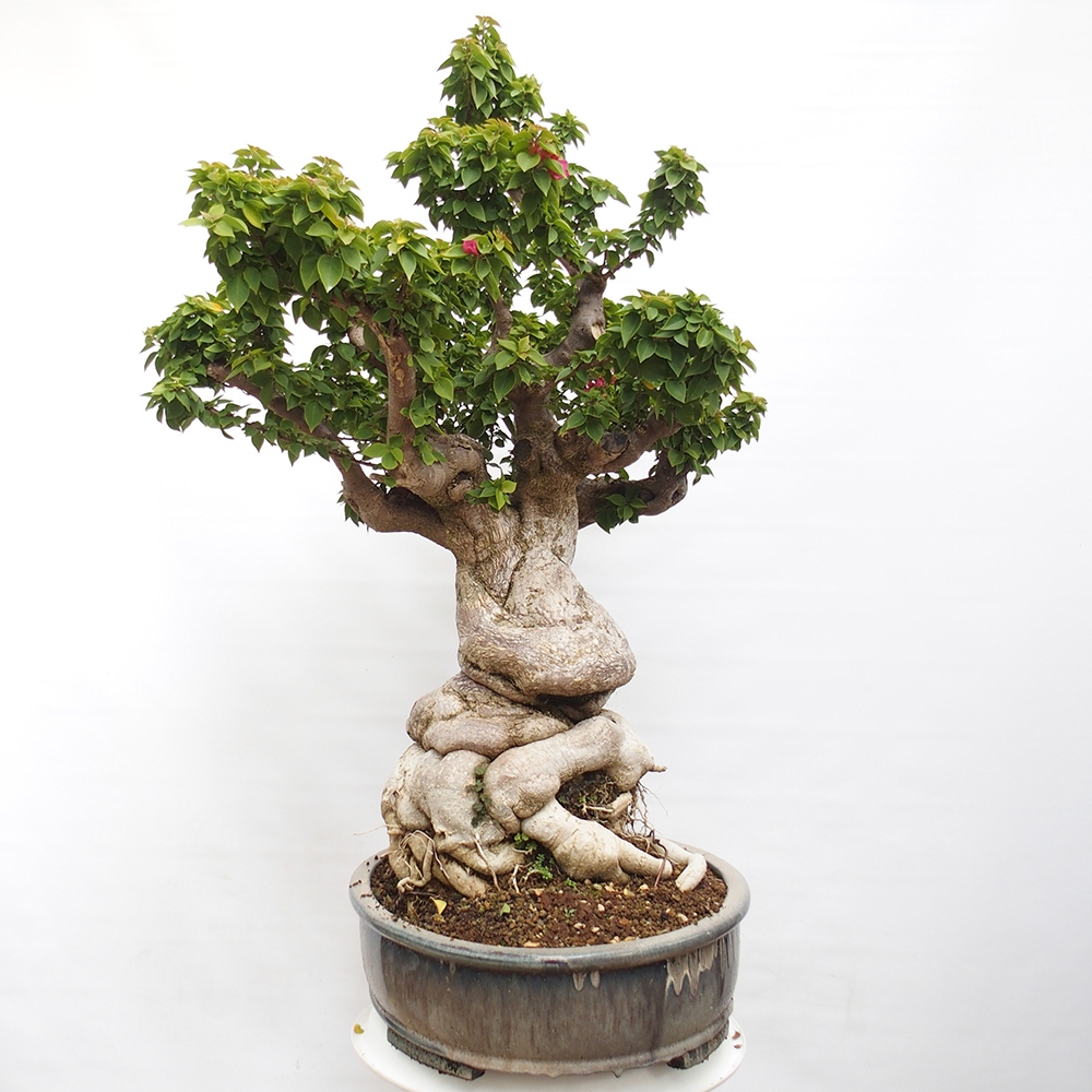 Szoba bonsai - Bouganwilea