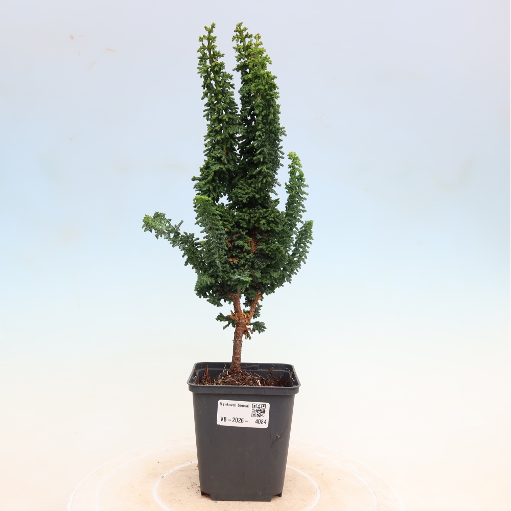 Kültéri bonsai - Cham. obtusa SEKKA HINOKI - Cifra ciprus