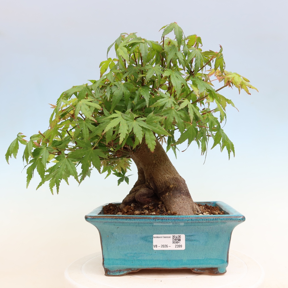 Kültéri bonsai - Juhar Burger - Acer Burgerianum