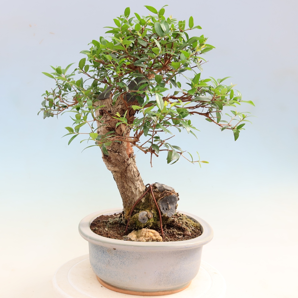 Szobai bonsai - Myrtus communis - Mirtus communis - Mirtusz