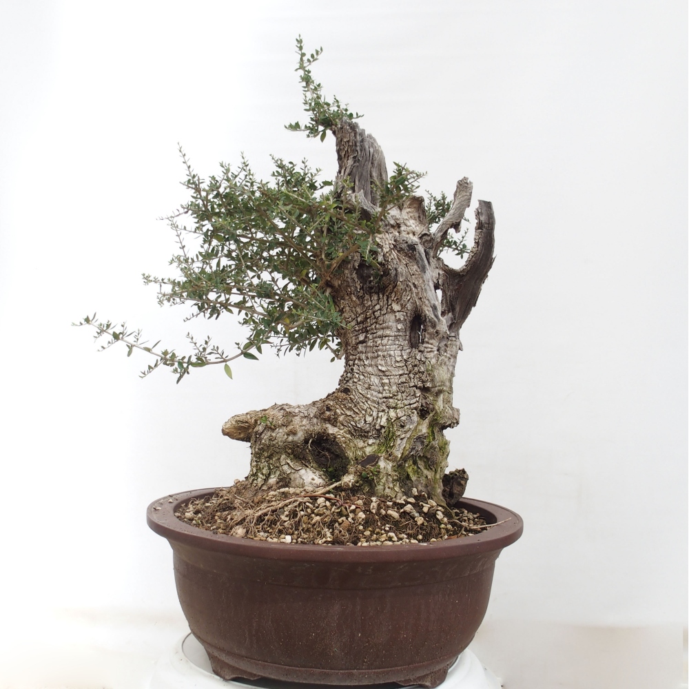 Beltéri bonsai - Olea europaea sylvestris