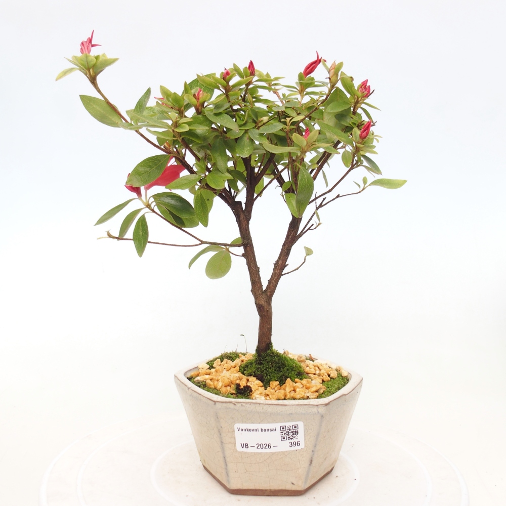 Kültéri bonsai - japán azálea - Azalea sp.