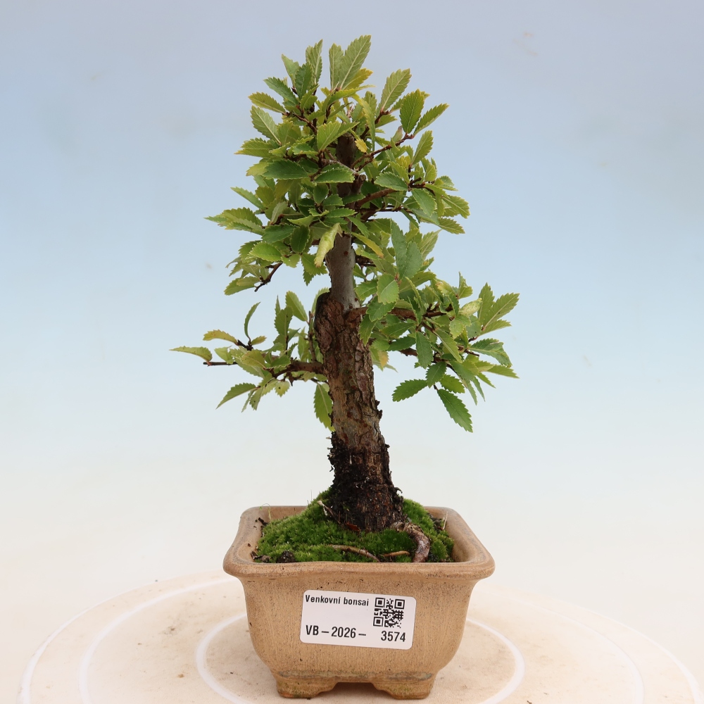 Kültéri bonsai - Zelkova - Zelkova NIRE