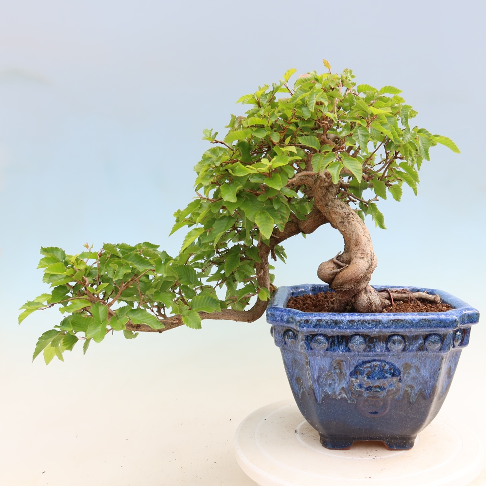 Kültéri bonsai -Carpinus Coreana - Koreai gyertyánfa