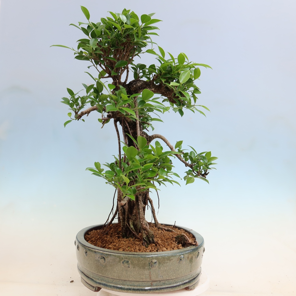 Szobai bonsai - Ficus kimmen - kislevelű fikusz