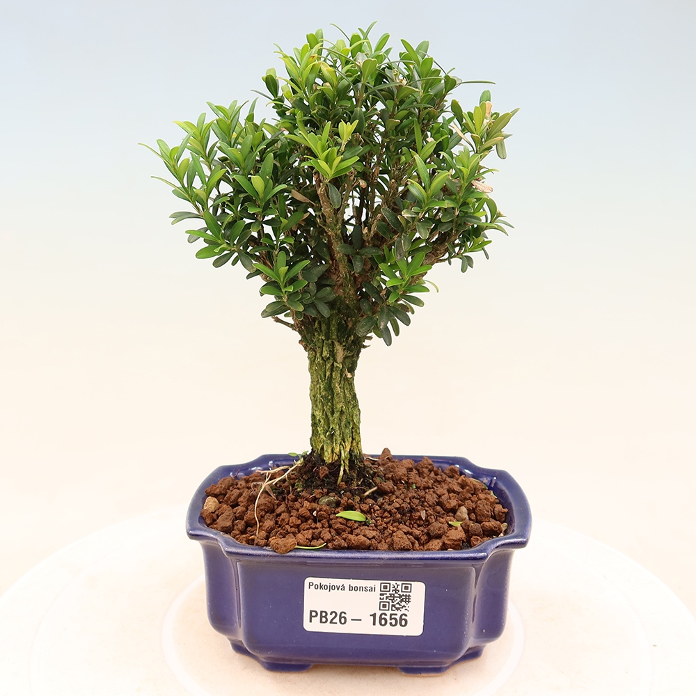 Szobai bonsai - Buxus harlandii - parafa buxus