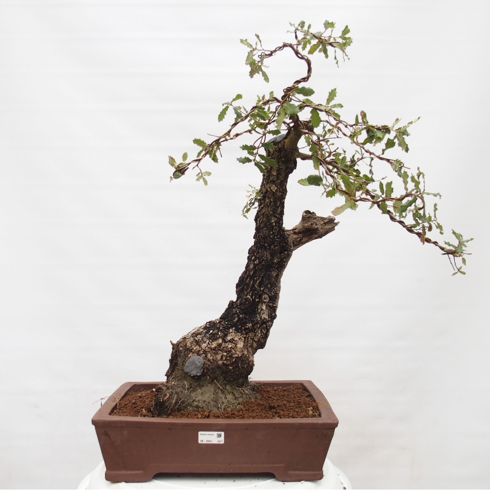 Yamadori - Quercus Ilex - Tölgy magyal