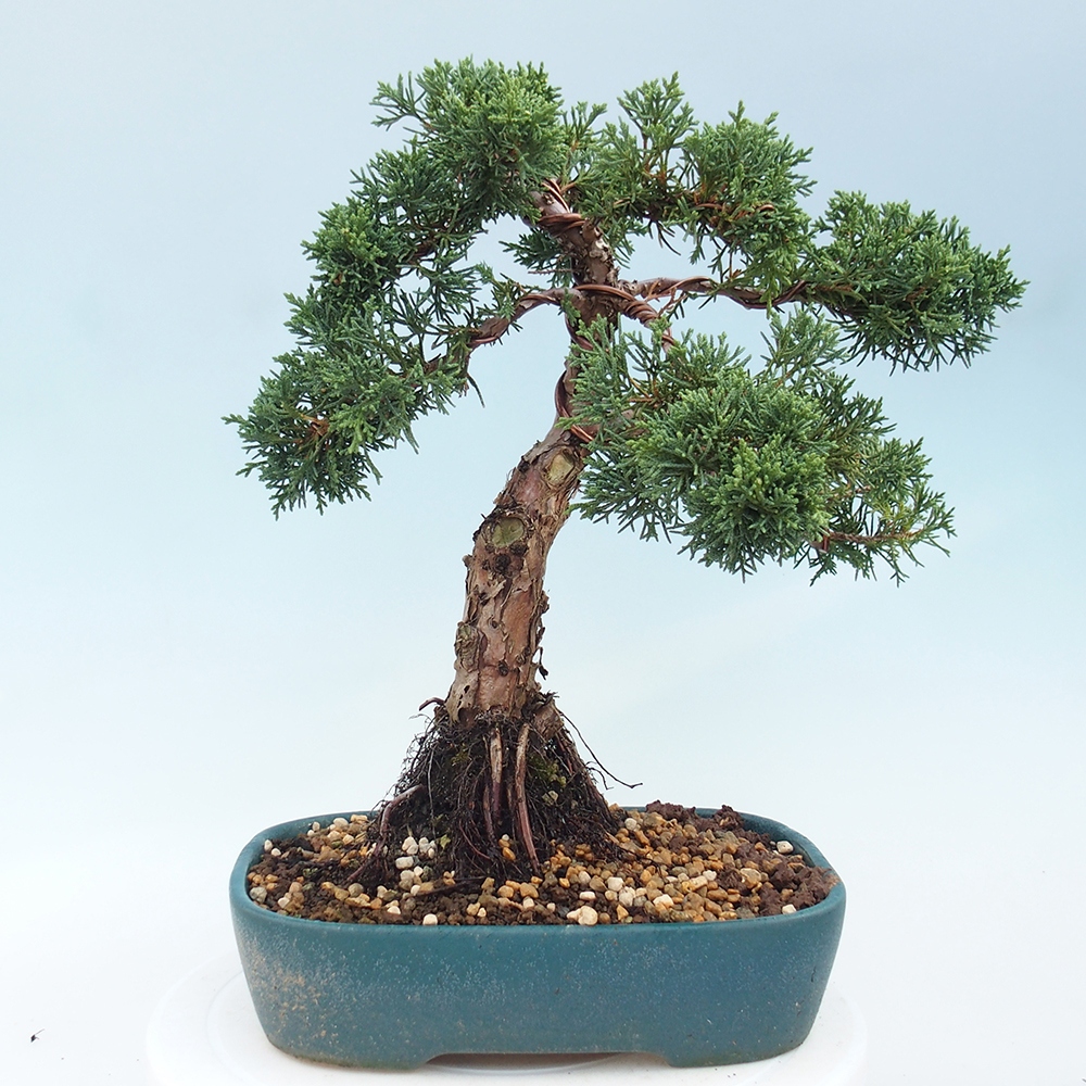 Kültéri bonsai - Juniperus chinensis Kishu