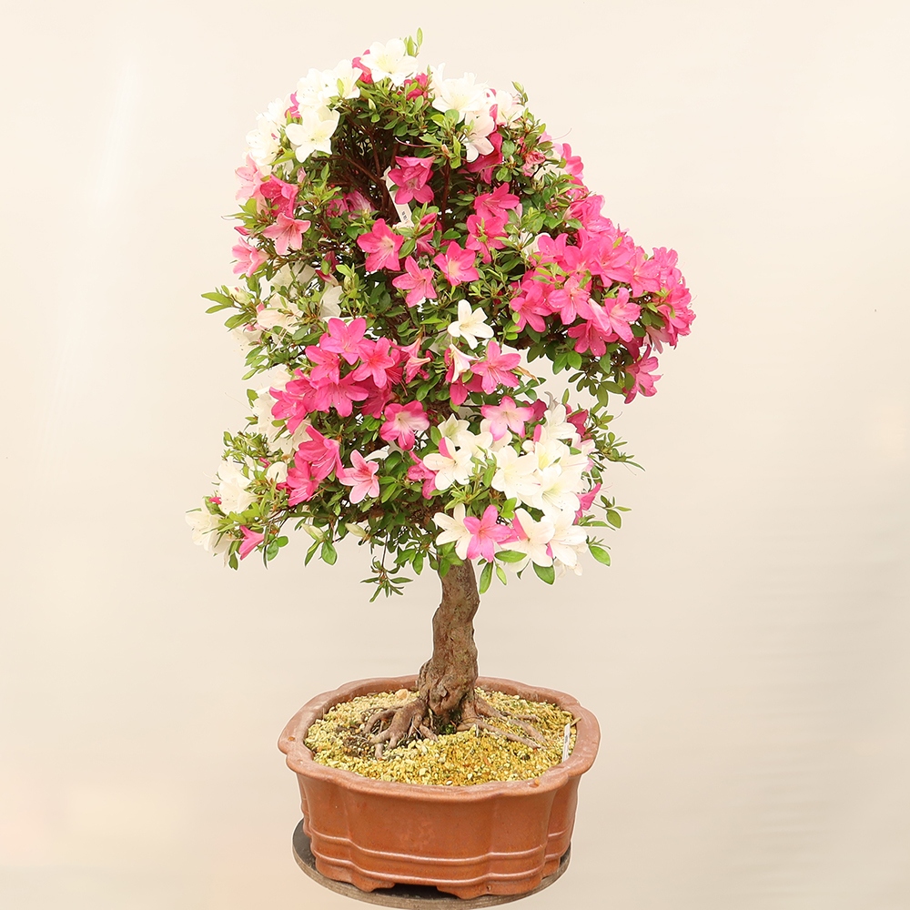 Kültéri bonsai - Japán azálea - Azálea Sayaka