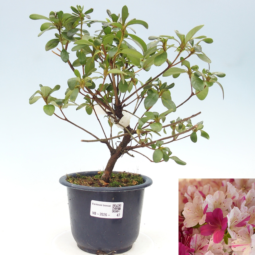 Kültéri bonsai - Japán azálea - Azálea Kaminoyamakirin
