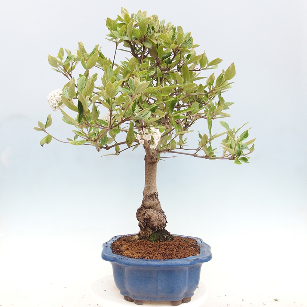 Kültéri bonsai-Kalina Bodnanská - Viburum carlesii hemsi