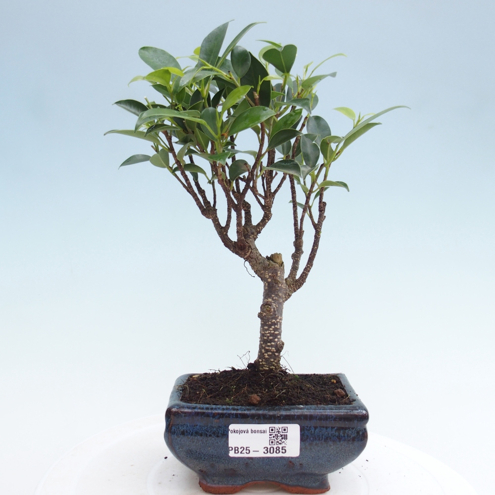 Szoba bonsai Ficus retusa kimmen