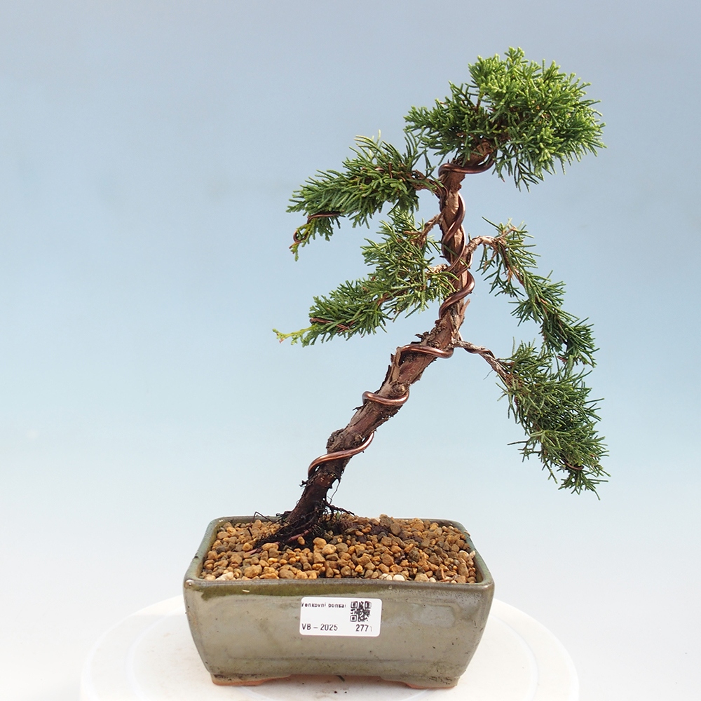 Kültéri bonsai - Juniperus chinensis Kishu