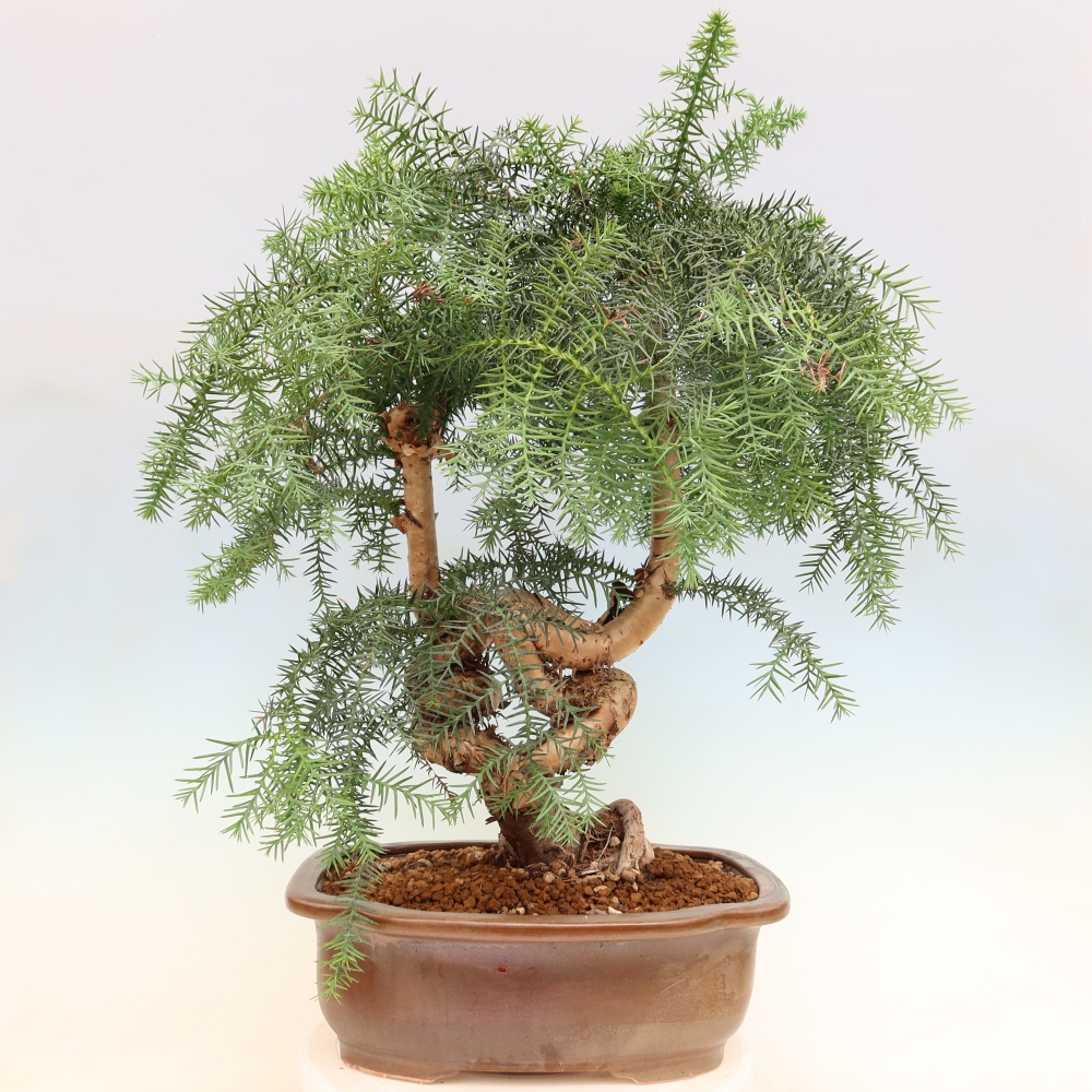 Szobai bonsai - Araucaria - szobai lucfenyő
