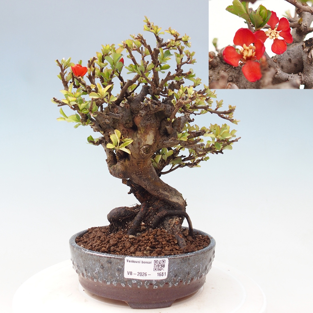 Kültéri bonsai - Chaneomeles speciosa - birs