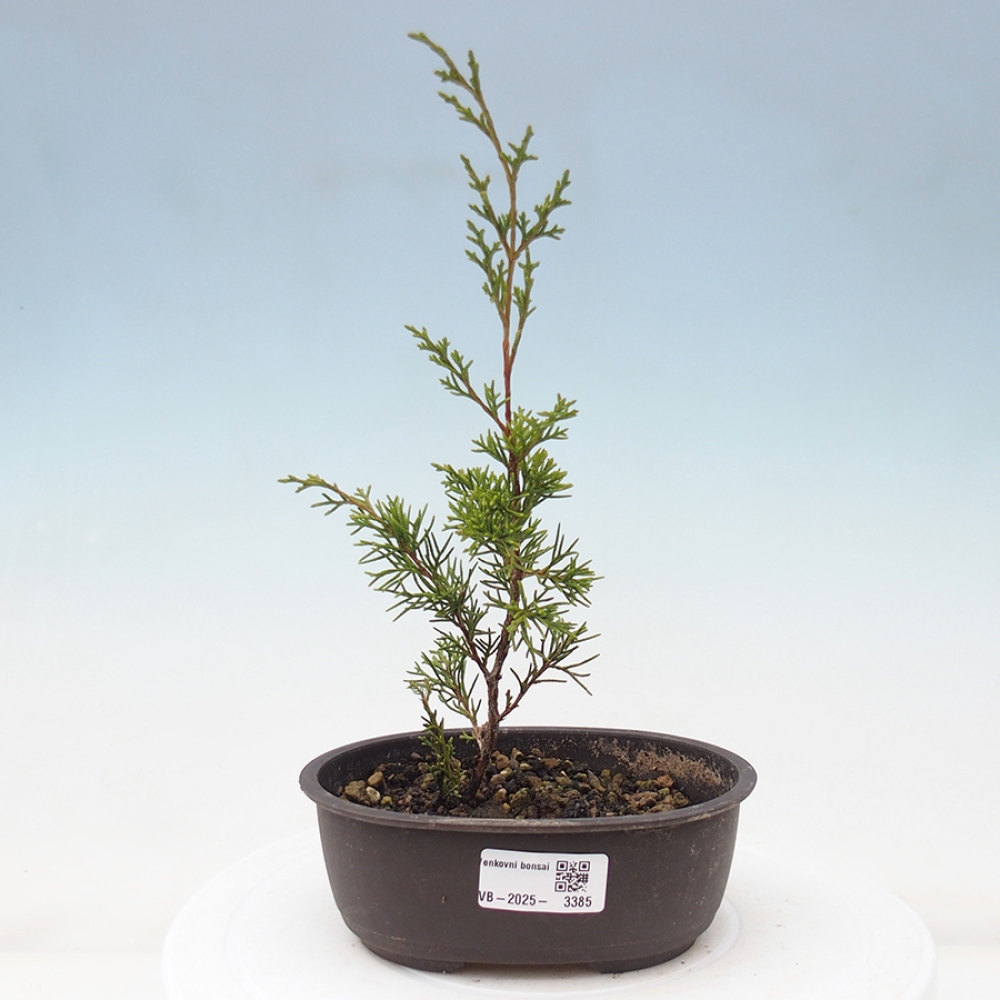 Kültéri bonsai - Juniperus chinensis Itoigawa
