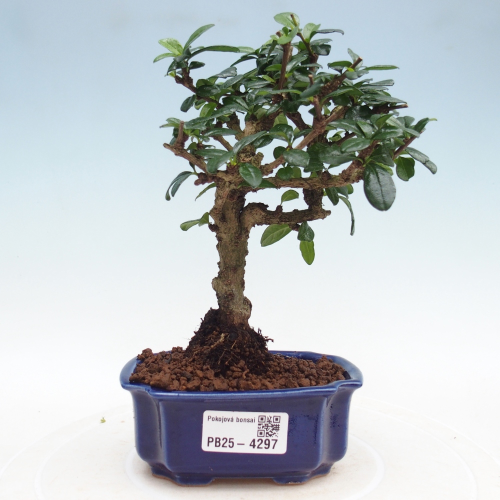 Szobai bonsai - Carmona macrophylla - Tea fuki