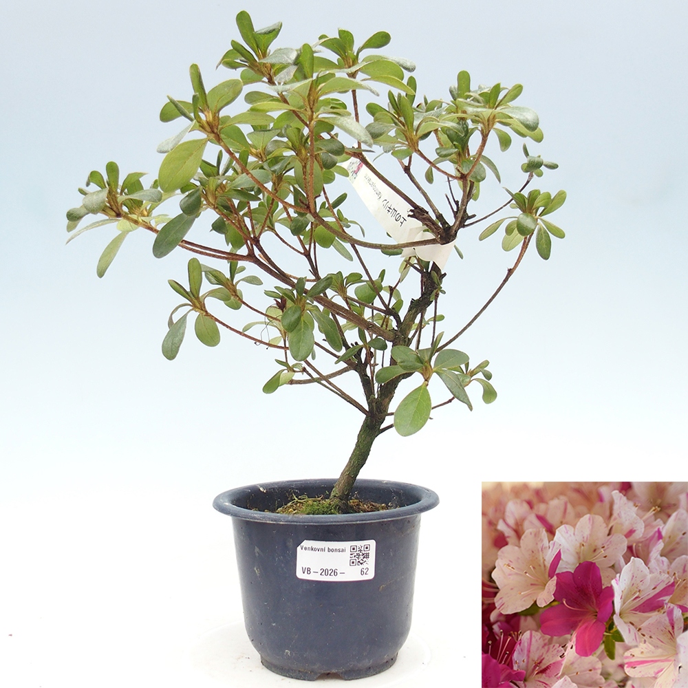 Kültéri bonsai - Japán azálea - Azálea Kaminoyamakirin