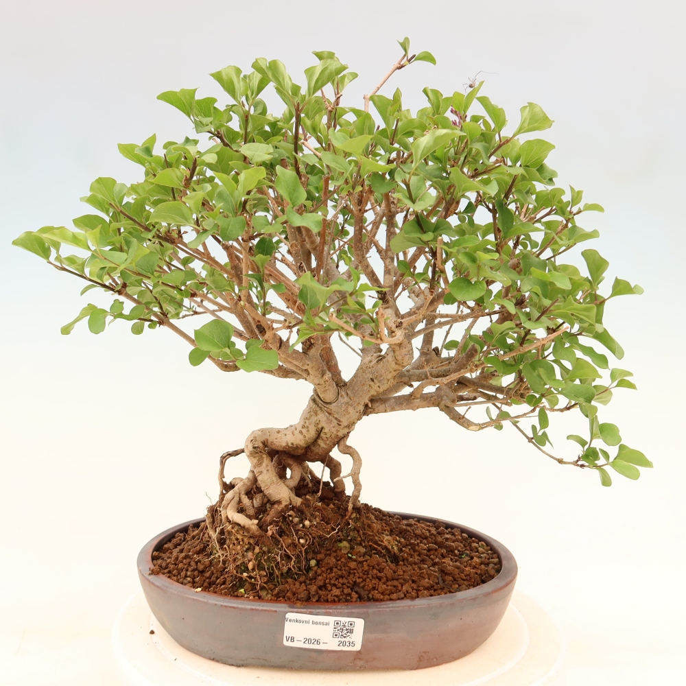 Kültéri bonsai - Syringa microphylla - kisvirágú lila