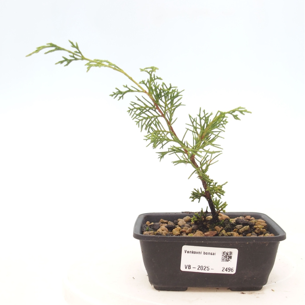 Kültéri bonsai - Juniperus chinensis Itoigawa