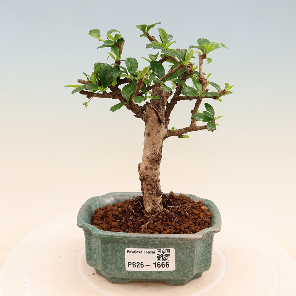 Szobai bonsai - Carmona macrophylla - Tea fuki
