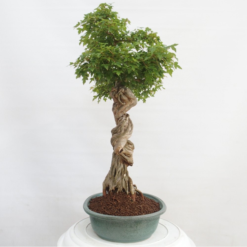 Kültéri bonsai - Acer Buergerianum - Burger juhar