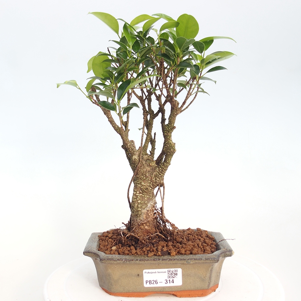Szobai bonsai - Ficus retusa - kislevelű fikusz