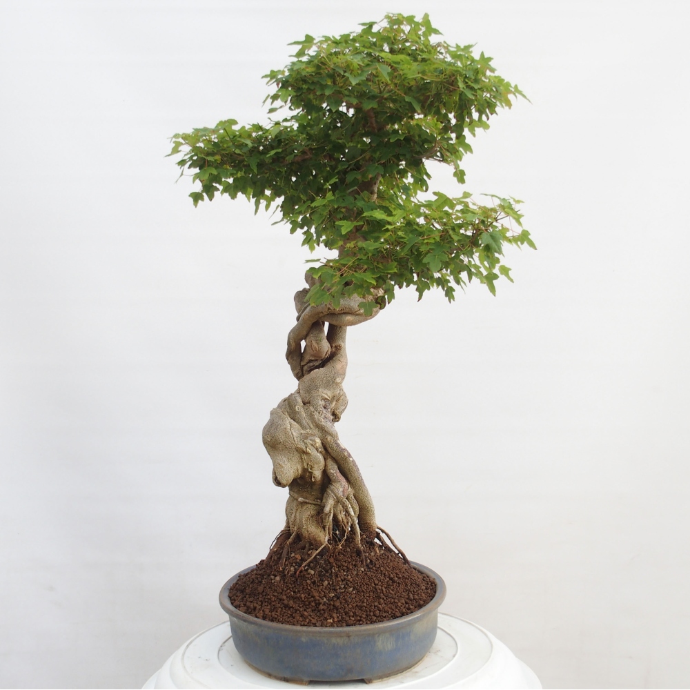 Kültéri bonsai - Acer Buergerianum - Burger juhar