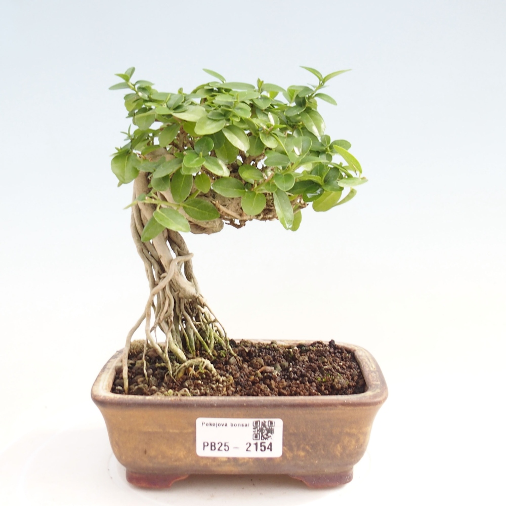 Beltéri bonsai - Premna serratifolia - Kozlovna malolista