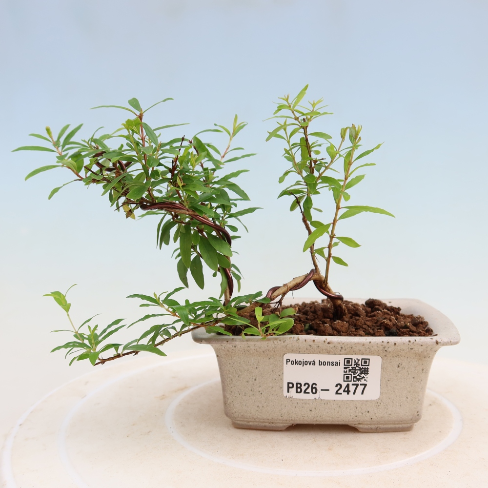Szobai bonsai-PUNICA granatum nana-gránátalma