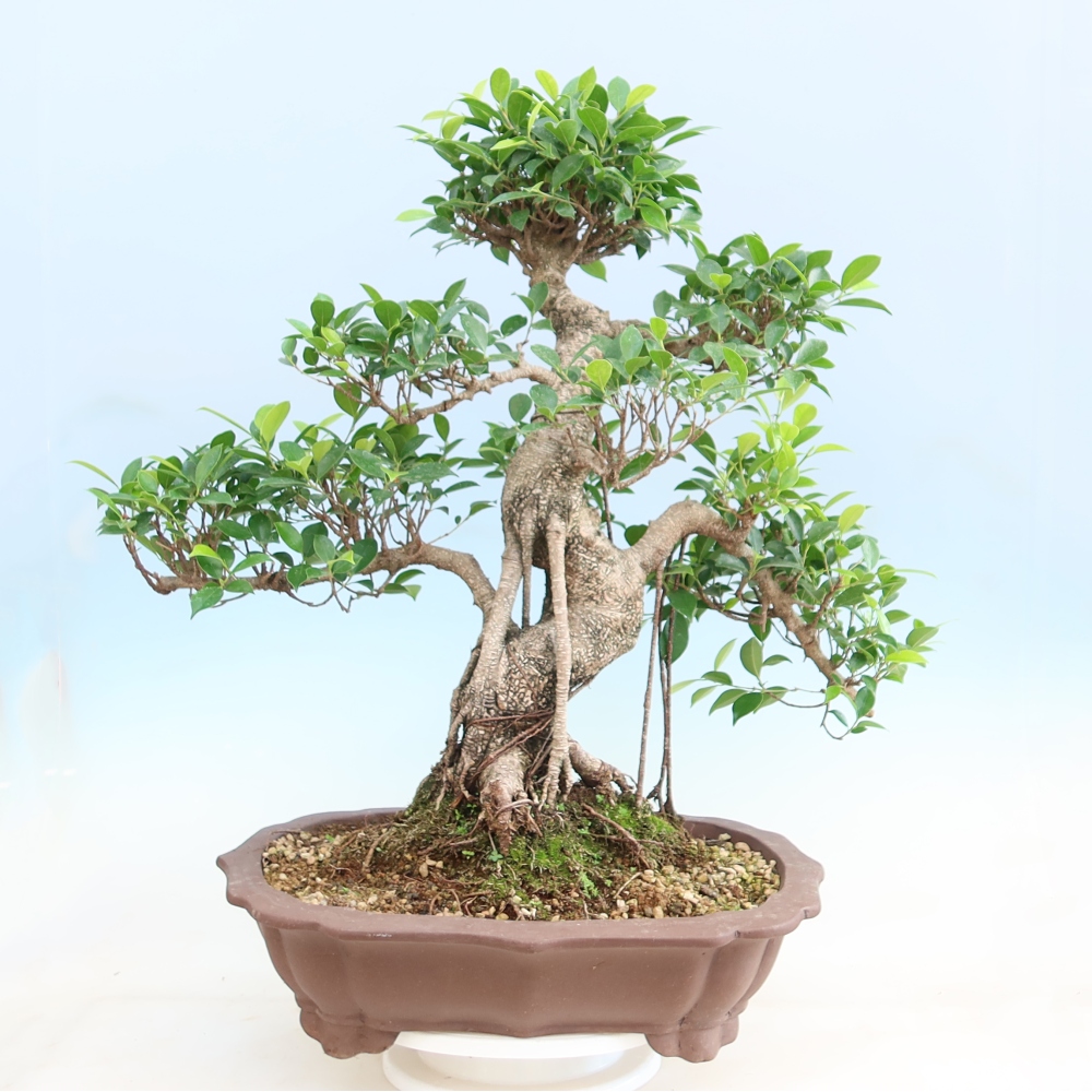 Szobai bonsai - Ficus kimmen - kislevelű fikusz