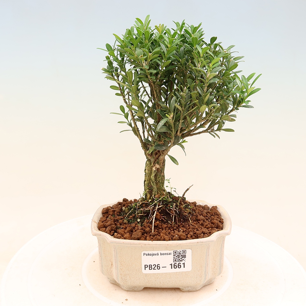 Szobai bonsai - Buxus harlandii - parafa buxus