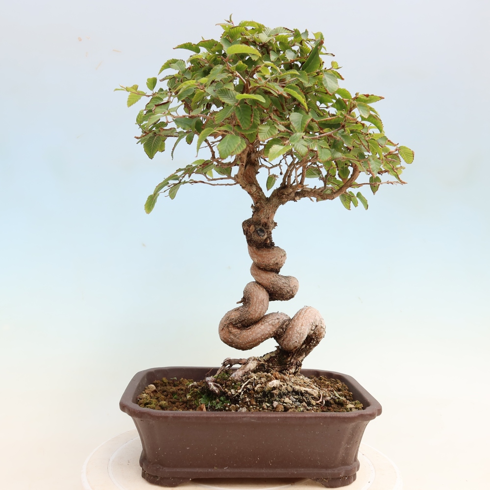 Kültéri bonsai -Carpinus CARPINOIDES - Koreai gyertyánfa