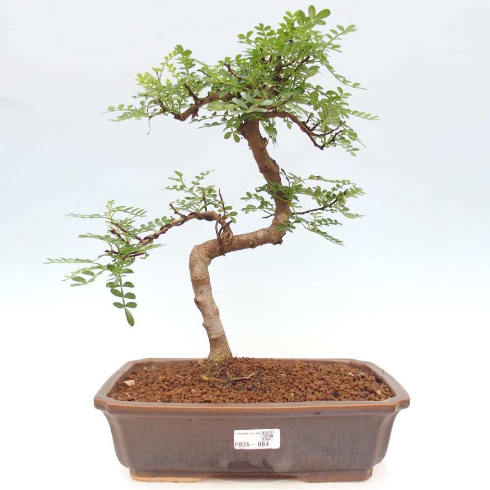 Szobai bonsai - Zantoxylum piperitum - borsfa