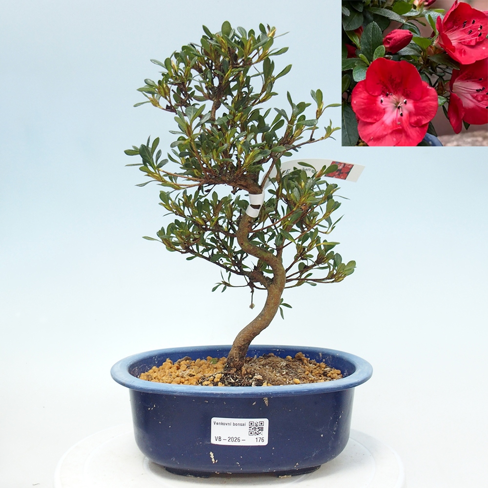 Kültéri bonsai - Japán azálea - Azalea Benibeni