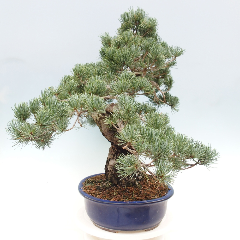 Kültéri bonsai - Pinus parviflora - Pinus parviflora