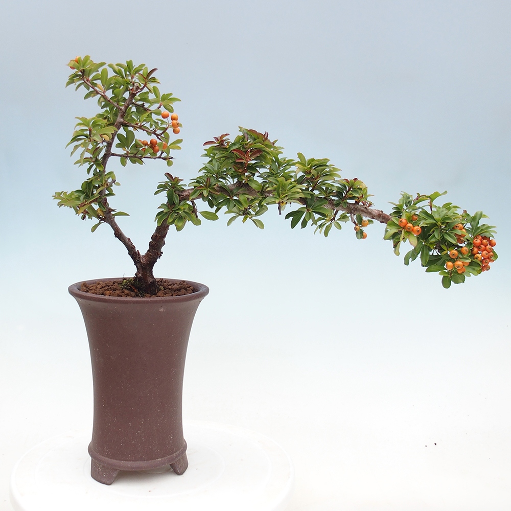 Kültéri bonsai-Pyracantha Teton - Hlox