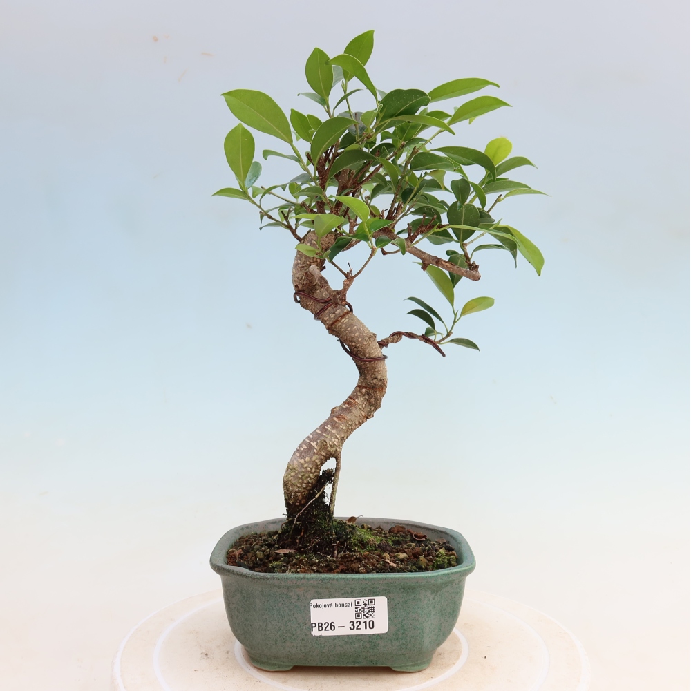 Szobai bonsai - Ficus kimmen - kislevelű fikusz