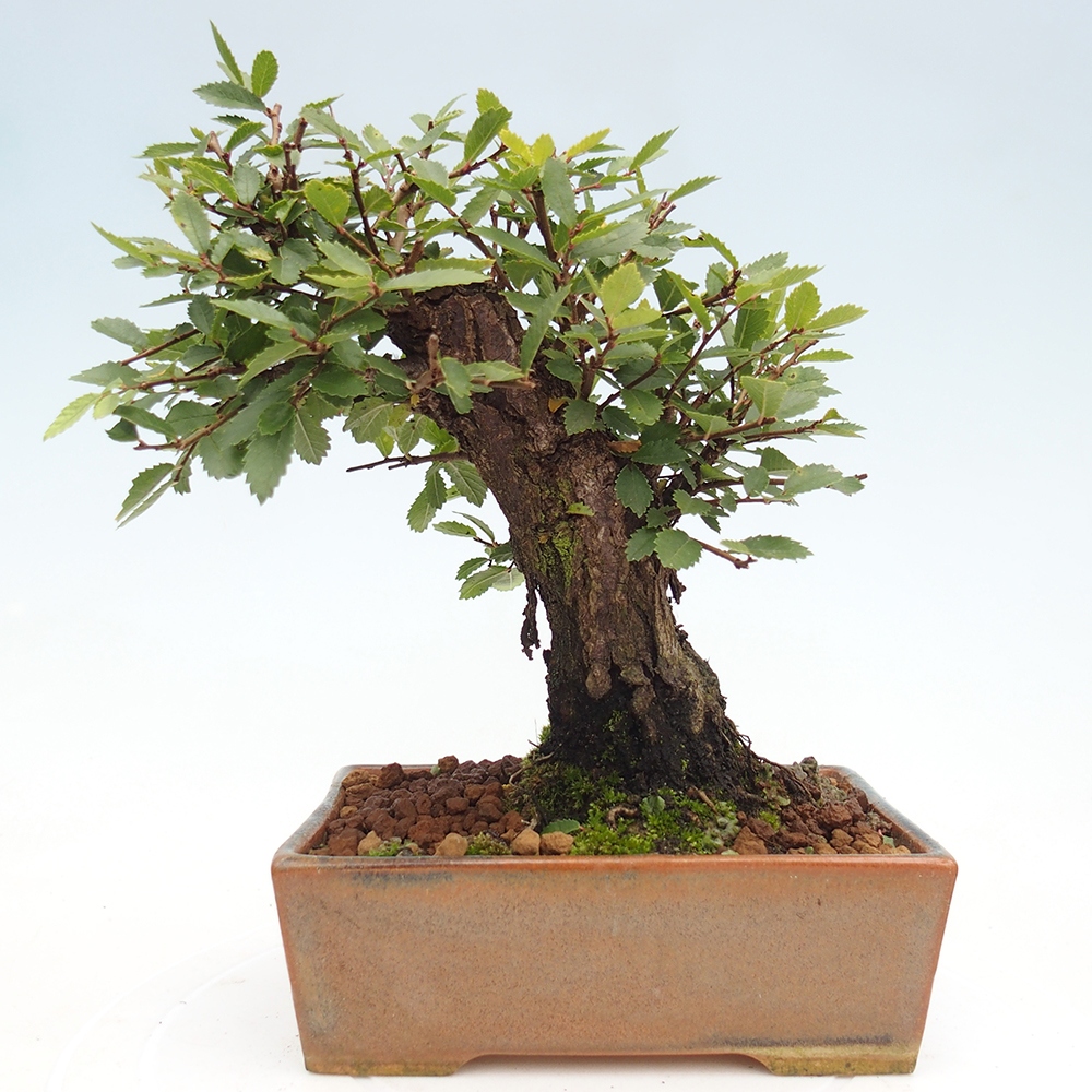 Kültéri bonsai - Zelkova - Zelkova NIRE