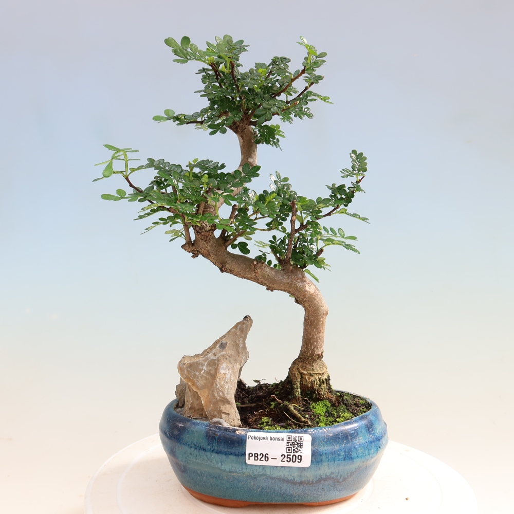 Szobai bonsai - Zantoxylum piperitum - borsfa