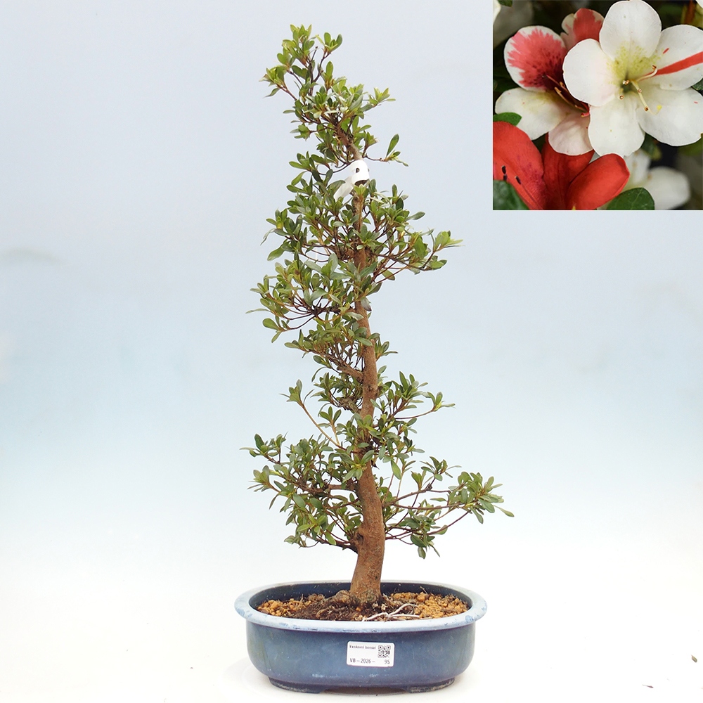 Kültéri bonsai - Japán azálea - Azálea Karenai-no-tenshi
